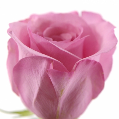 Růžová růže SANOLI 60cm