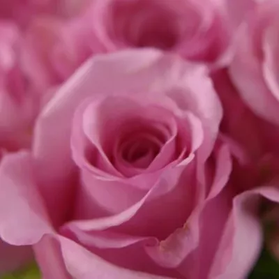 Růžová růže SANOLI 70cm