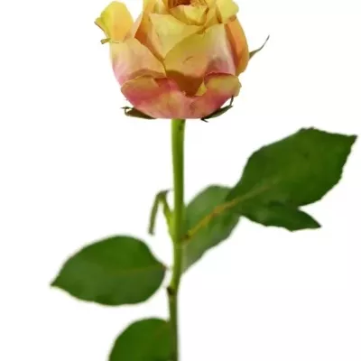 Růžová růže SECRET LOVE