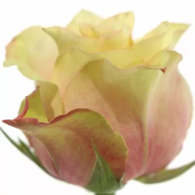 Růžová růže SECRET LOVE 60cm (L)