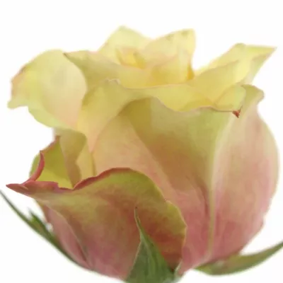 Růžová růže SECRET LOVE 70cm (XXL)