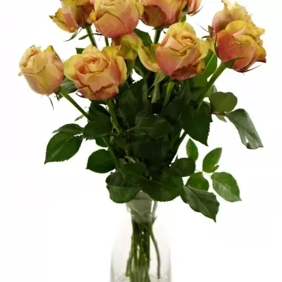 Růžová růže SECRET LOVE