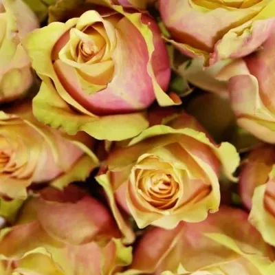 Růžová růže SECRET LOVE