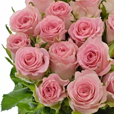 Růžová růže SEDUCTIVE@ 50cm (M)