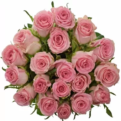 Růžová růže SEDUCTIVE@ 50cm (M)