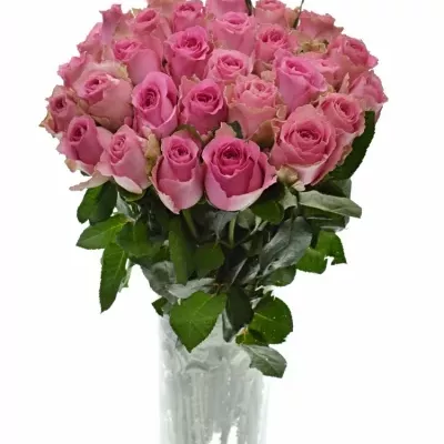 Růžová růže SHANGHAI LADY 50cm (L)