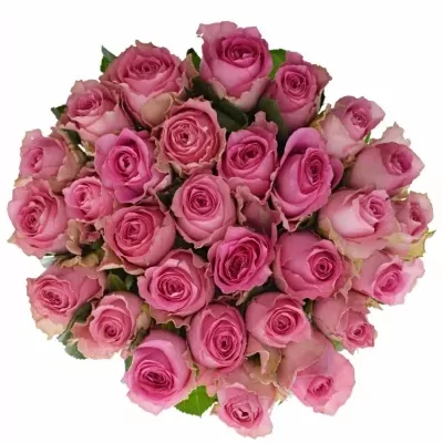 Růžová růže SHANGHAI LADY 50cm (L)
