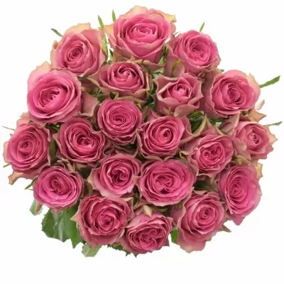 Růžová růže SHIARY 60cm (L)