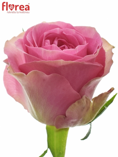 Ružová ruža SHIARY 40cm (M)