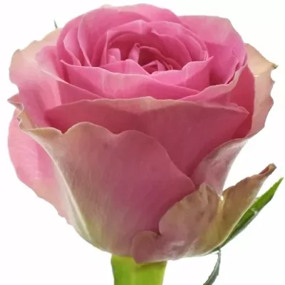 Růžová růže SHIARY 50cm (M)
