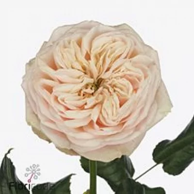 Růžová růže SHIVER! 40cm (XL)