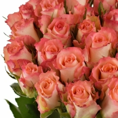 Růžová růže SIMONE!