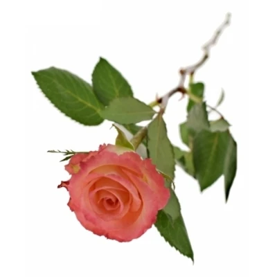 Růžová růže SIMONE!