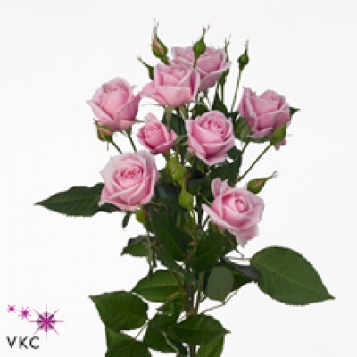 Růžová růže trsová SMILEY SENSATION 70cm/3+