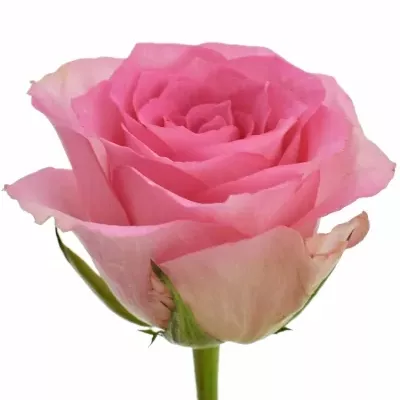 Růžová růže SMOOTHIE 40cm (M)
