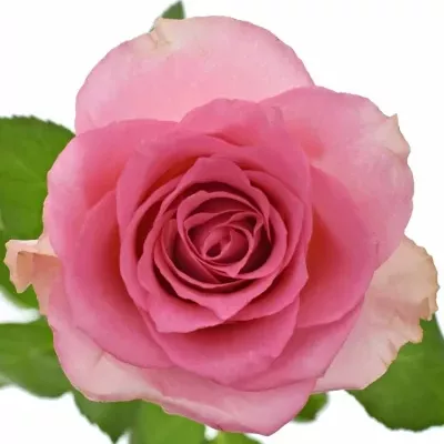 Růžová růže SMOOTHIE 70cm (M)