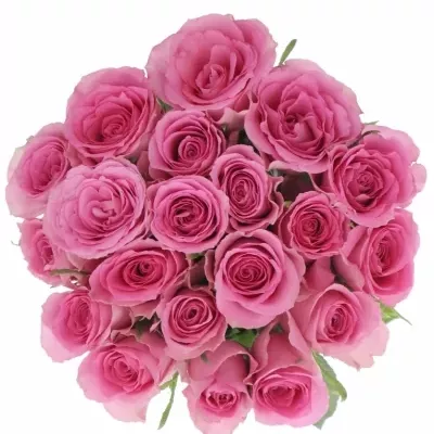 Růžová růže SMOOTHIE 70cm (M)