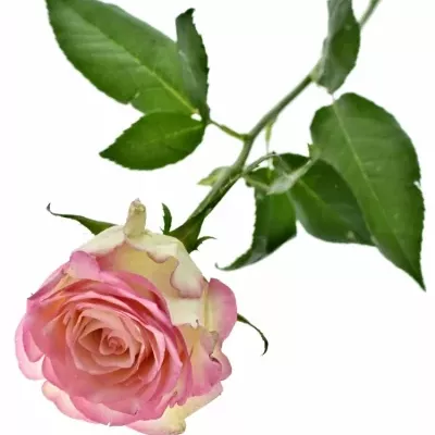Růžová růže SOVEREIGN
