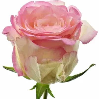 Růžová růže SOVEREIGN 70cm