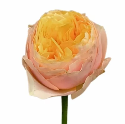Růžová růže ST. PETERS PARK! 50cm (XL)