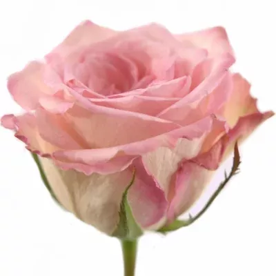 Růžová růže STARFISH 60cm (M)