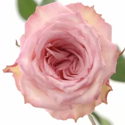 Růžová růže STARFISH