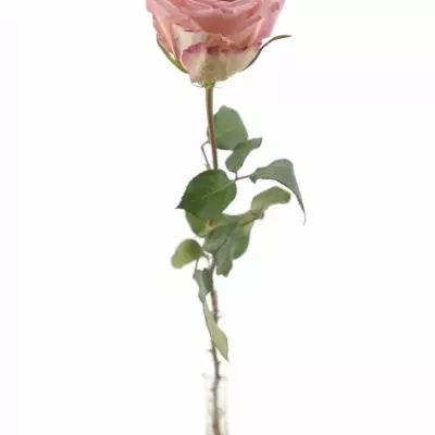 Růžová růže STARFISH