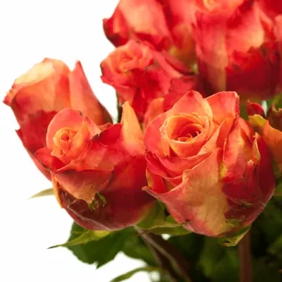 Růžová růže STATUE 70cm (XL)