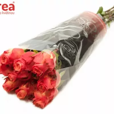 Růžová růže STATUE 70cm (XL)