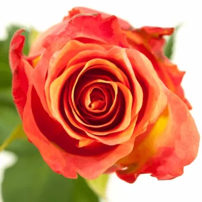 Růžová růže STATUE 70cm (XL)