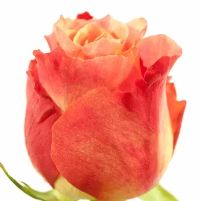 Růžová růže STATUE 70cm (XL)