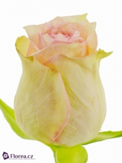 Růžová růže SUDOKU 60cm