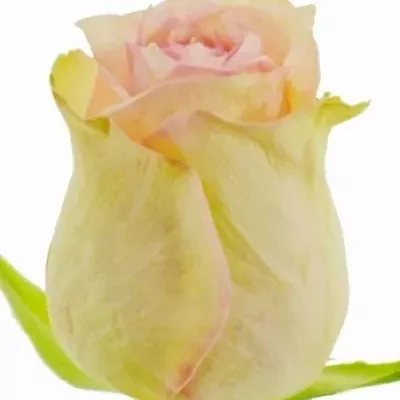 Ružová ruža SUDOKU 50cm