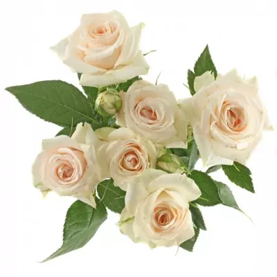 Růžová růže SUPER BUBBLES 50cm/3+ (S)