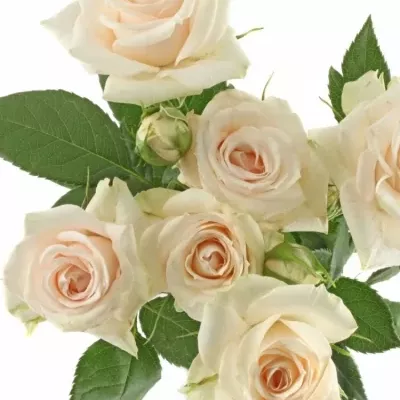 Růžová růže SUPER BUBBLES 50cm/3+ (S)