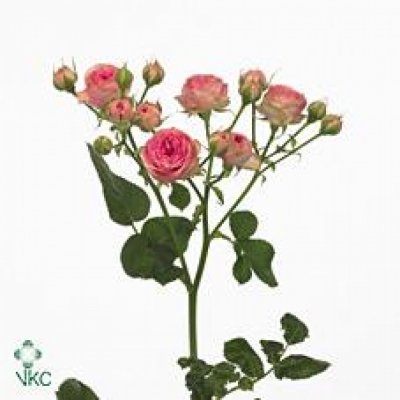 Růžová růže trsová SUPER SENSATION 70cm/5+