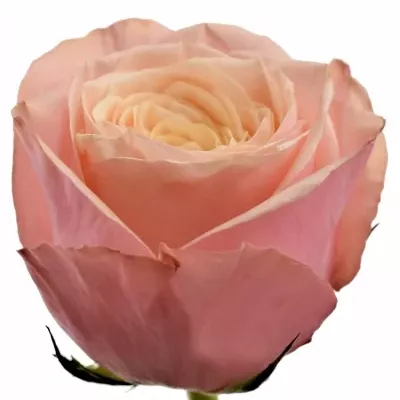Růžová růže SUPLESSE 40cm (XL)