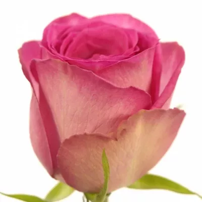 Růžová růže SUPREME+ 80cm (L)
