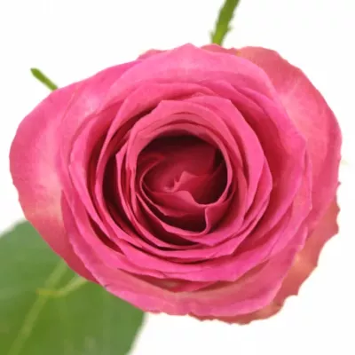 Růžová růže SUPREME+ 70cm (L)