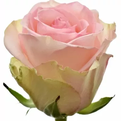 Růžová růže SVETLANA 50cm (L)