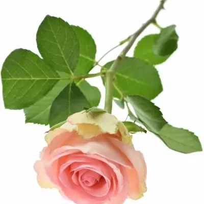 Růžová růže SVETLANA