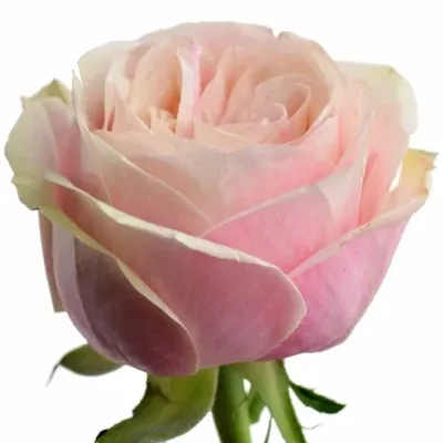 Růžová růže SWAN GRACE 60cm (XXL)