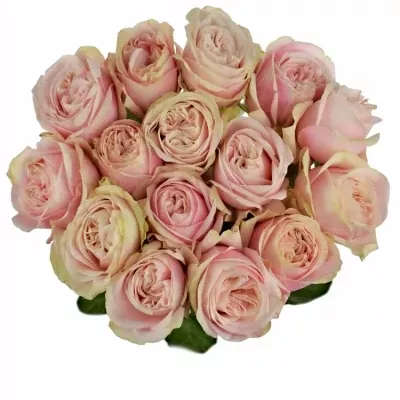 Růžová růže SWAN GRACE 60cm (XL)