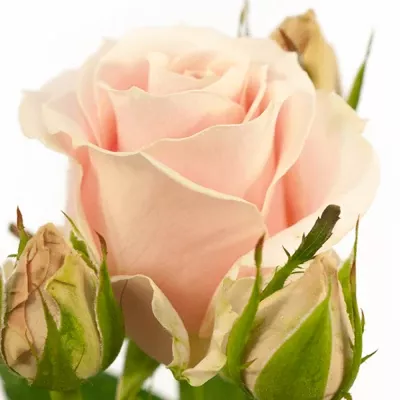 Růžová růže SWEET AVALANCHE