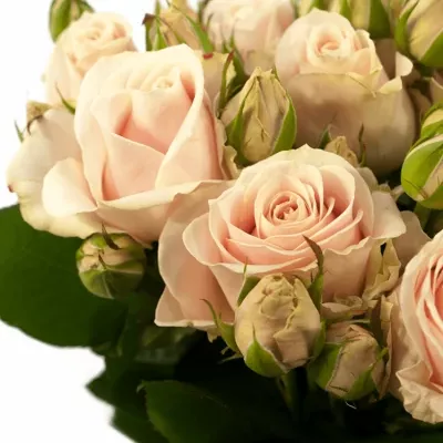 Růžová růže SWEET AVALANCHE 70cm/3+