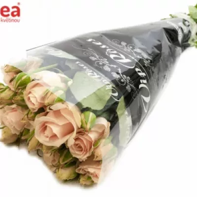 Růžová růže SWEET AVALANCHE