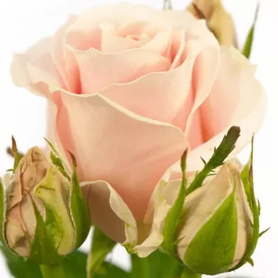 Růžová růže SWEET AVALANCHE