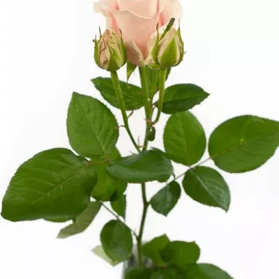 Růžová růže SWEET AVALANCHE 80cm/4+