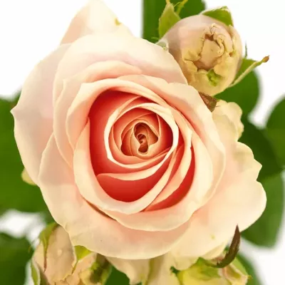 Růžová růže SWEET AVALANCHE 80cm/4+