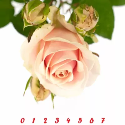 Růžová růže SWEET AVALANCHE